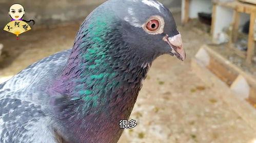 如何养鸽视频,跟随养鸽视频解锁鸽养新境界
